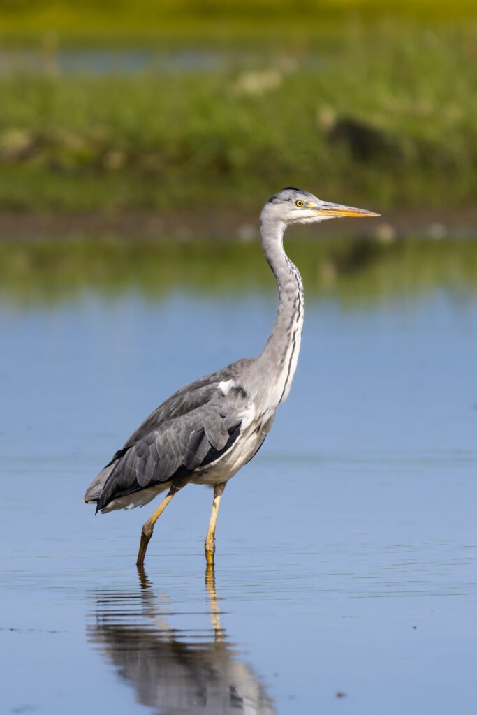 Heron Fiskehejre Hou Ravnskov Lagune