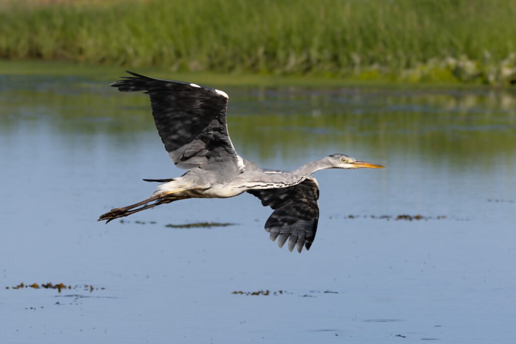 Heron Fiskehejre Hou Ravnskov Lagune