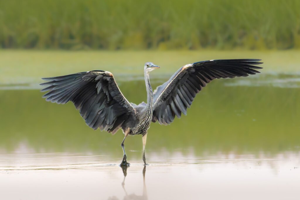 Heron Fiskehejre Hou Ravnskov Lagune