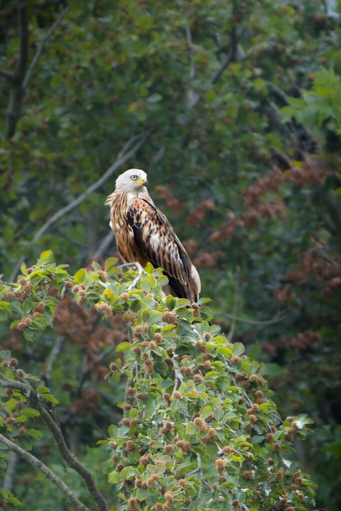 Glente Kite Hylde Sitting