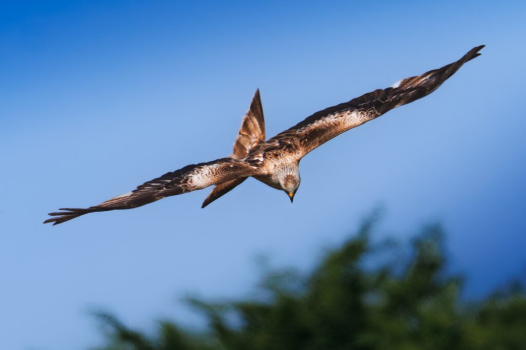 Red Kite, Rød Glente, Hylde, Bird In Flight
