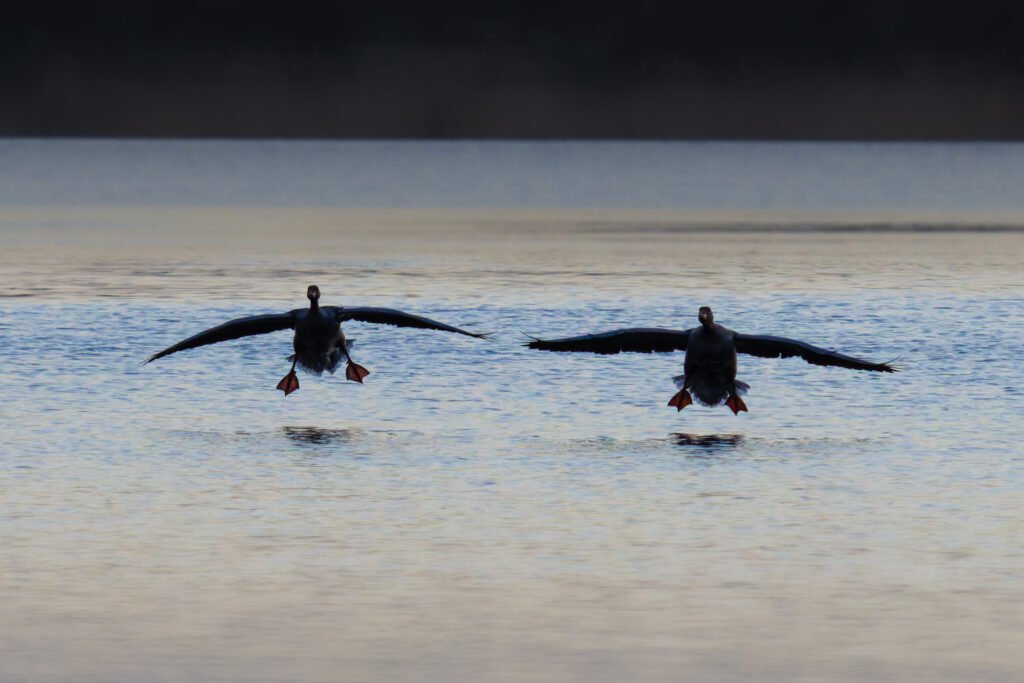 Greylag gooze, Grågås, Greylag Geeze, Grågæs