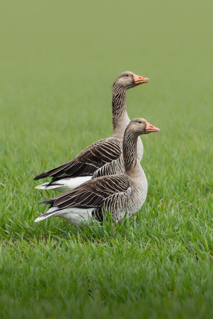 Greylag gooze, Grågås, Greylag Geeze, Grågæs