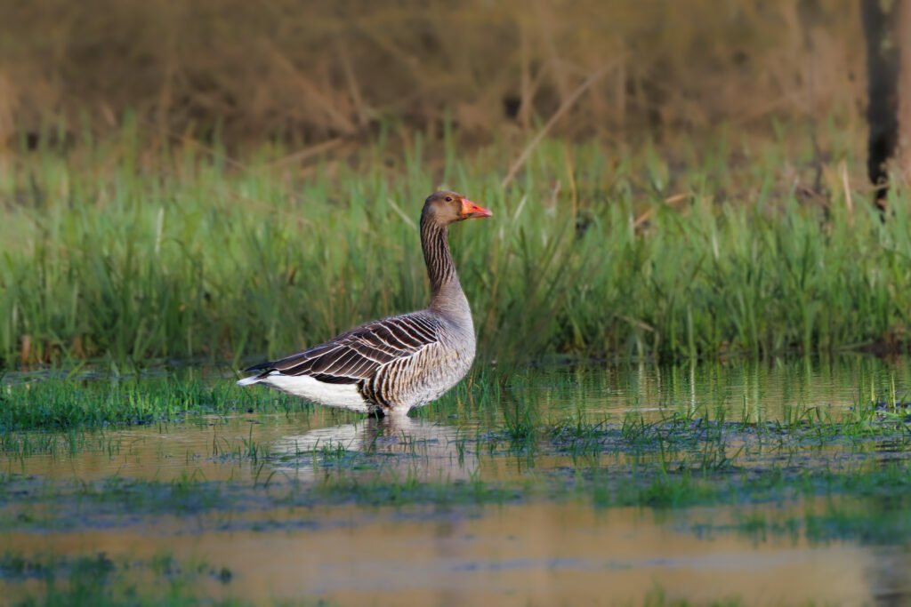 Greylag gooze, Grågås, Greylag Geeze, Grågæs