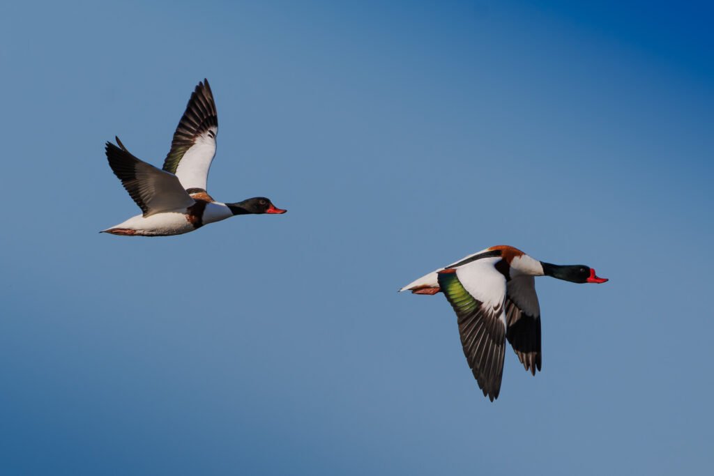 Grave Duck Gravand Ravnskov Lagune