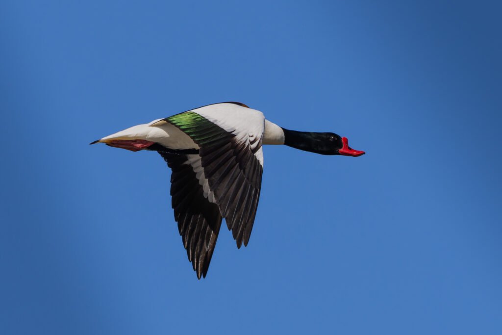 Grave Duck Gravand Ravnskov Lagune