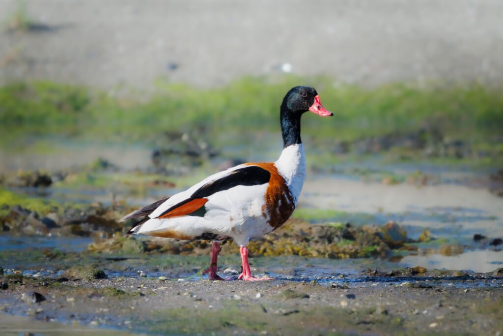 Grave Duck Gravand Ravnskov Lagune