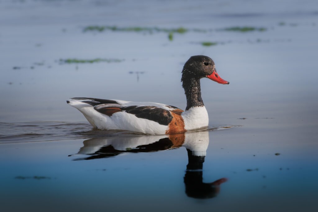 Grave Duck Gravand Ravnskov Lagune