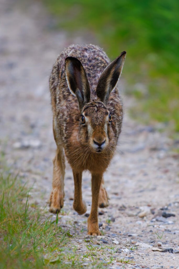 Hare Skaarup Wildlife