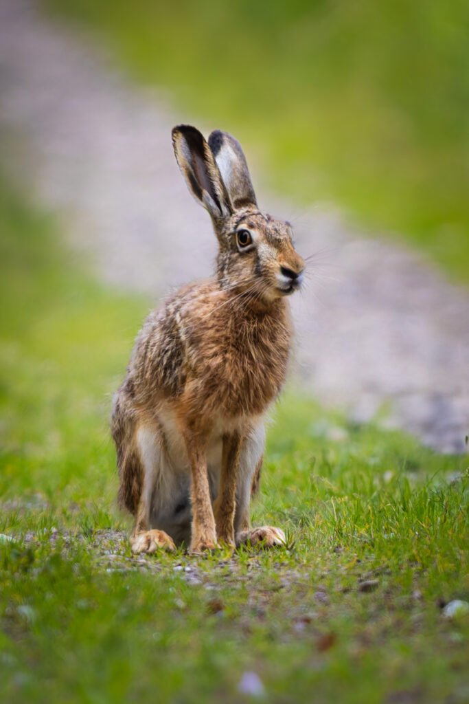 Hare Skaarup Wildlife