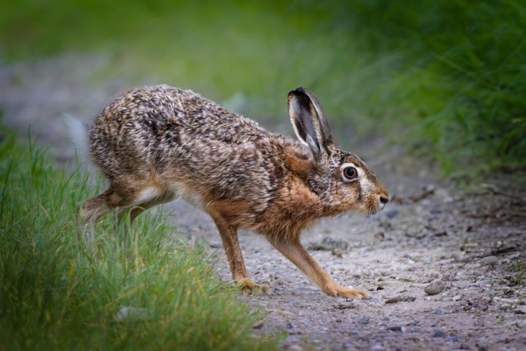 Hare Skaarup Wildlife