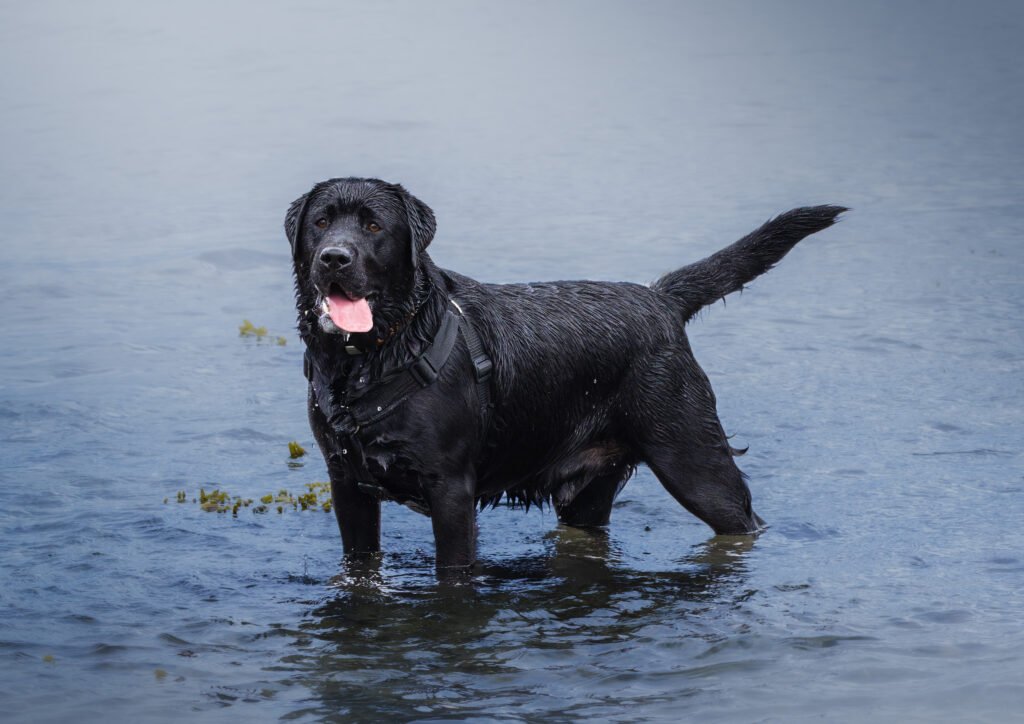 Alfred Dog Labrador Black