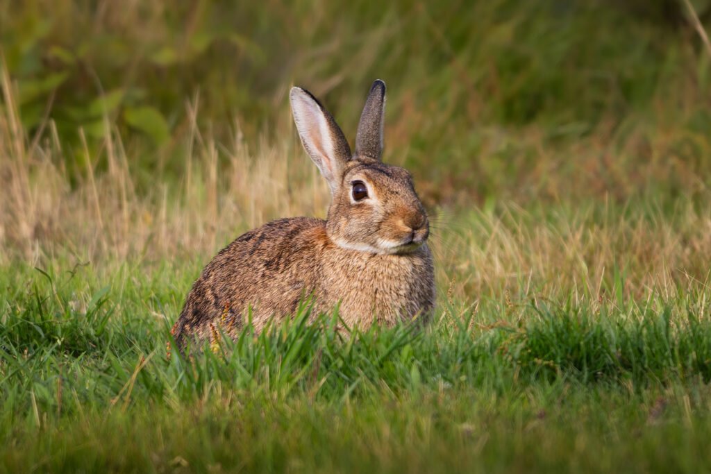 Rabbit, Kanin, Rabbits, Kaniner, Endelave