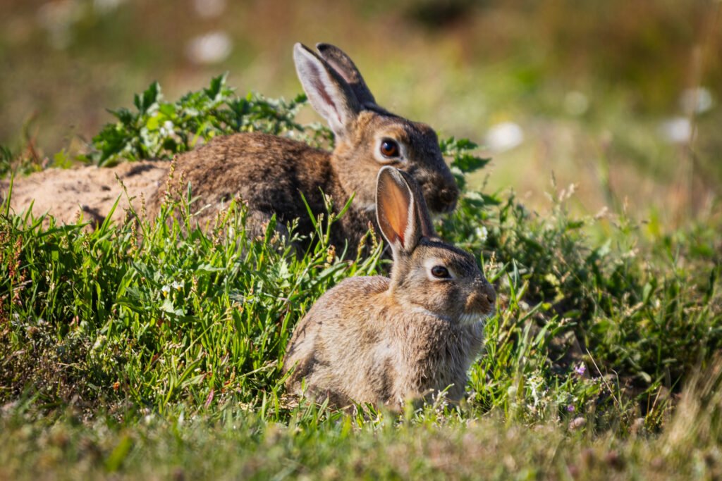 Rabbit, Kanin, Rabbits, Kaniner, Endelave