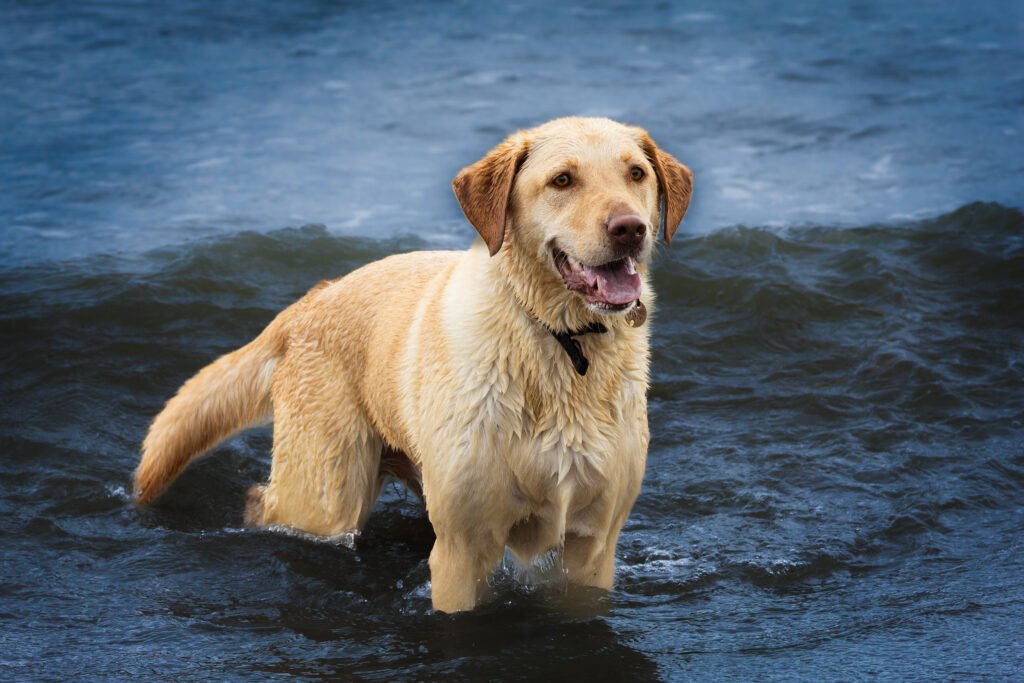 Ronja Labrador Retriever 2024 2023