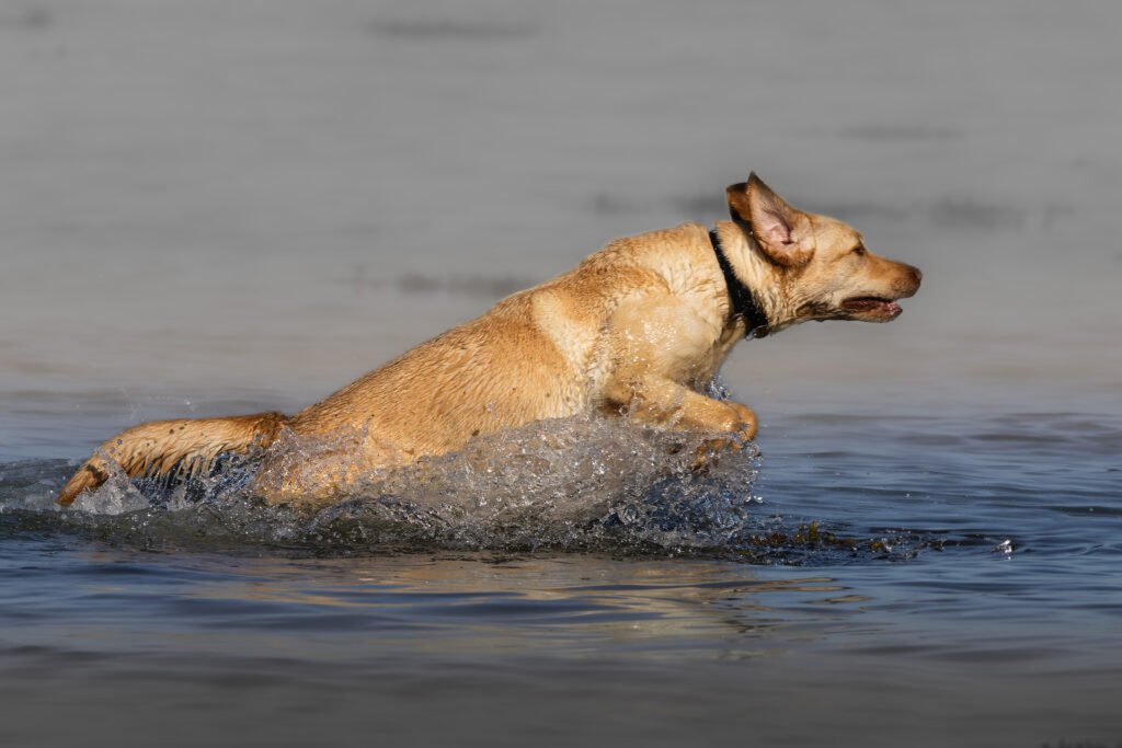 Ronja Labrador Retriever 2024 2023