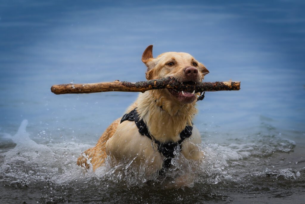 Ronja Labrador Retriever 2024 2023