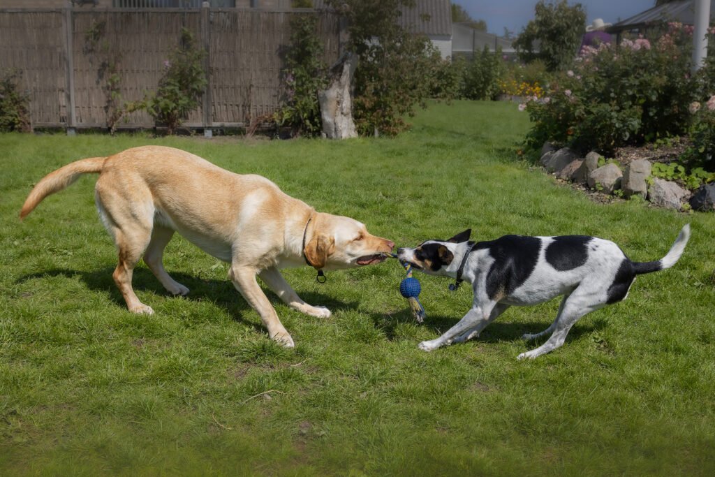 Ronja Labrador Retriever 2024 2023 Milo
