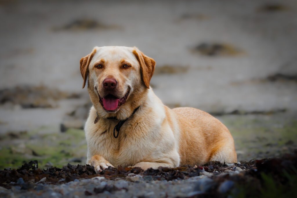 Ronja Labrador Retriever 2024 2023