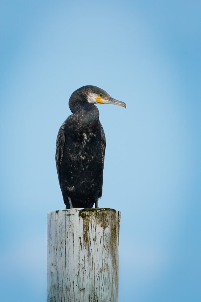 Comrmorant 2024 Hou Skarv Ålekrage