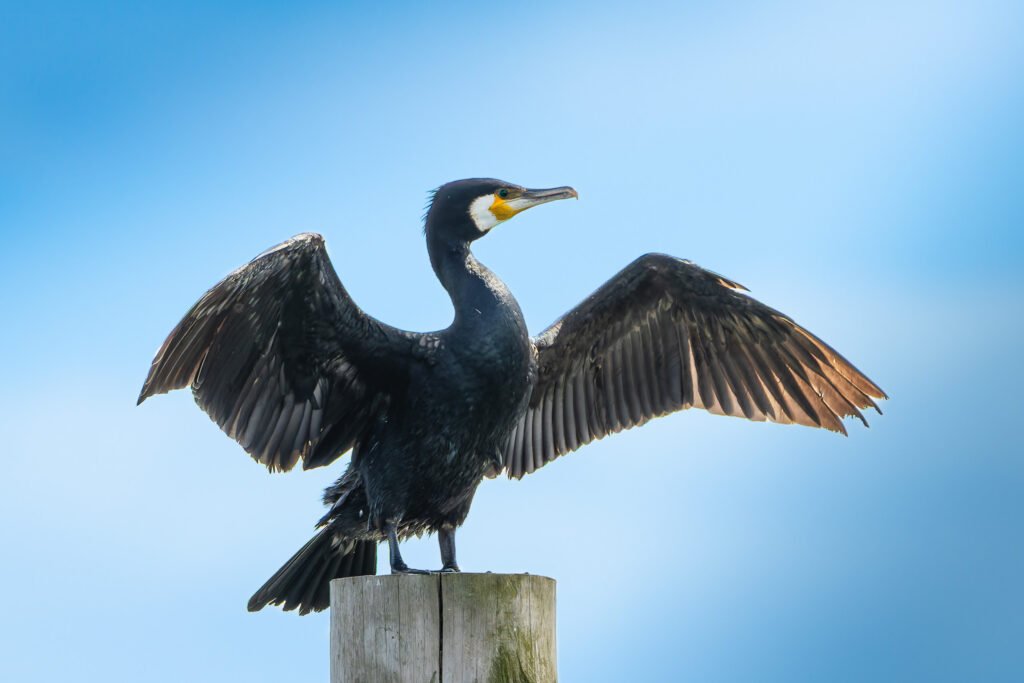 Comrmorant 2024 Hou Skarv Ålekrage