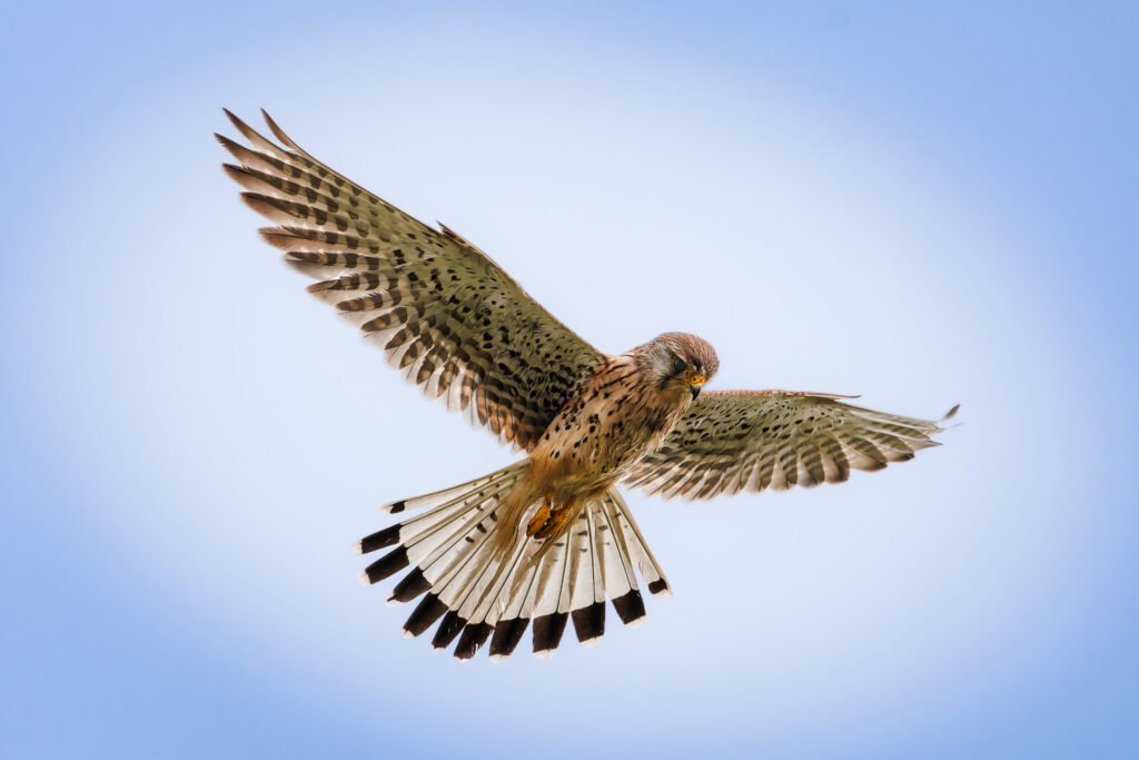 Kestrel Falcon TÃ¥rnfalk Sigma 150-600mm
