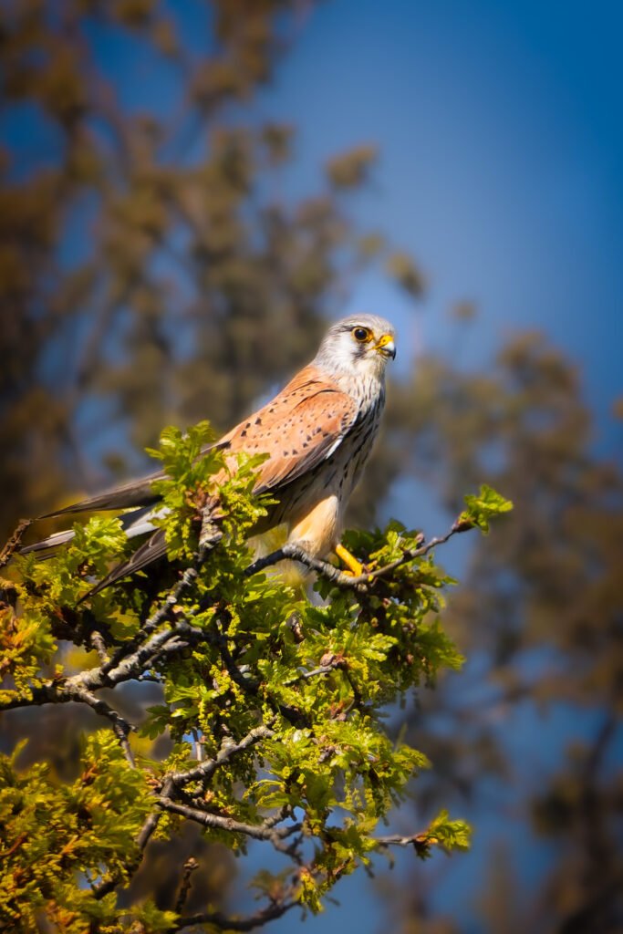 Kestrel Falcon TÃ¥rnfalk Sigma 150-600mm