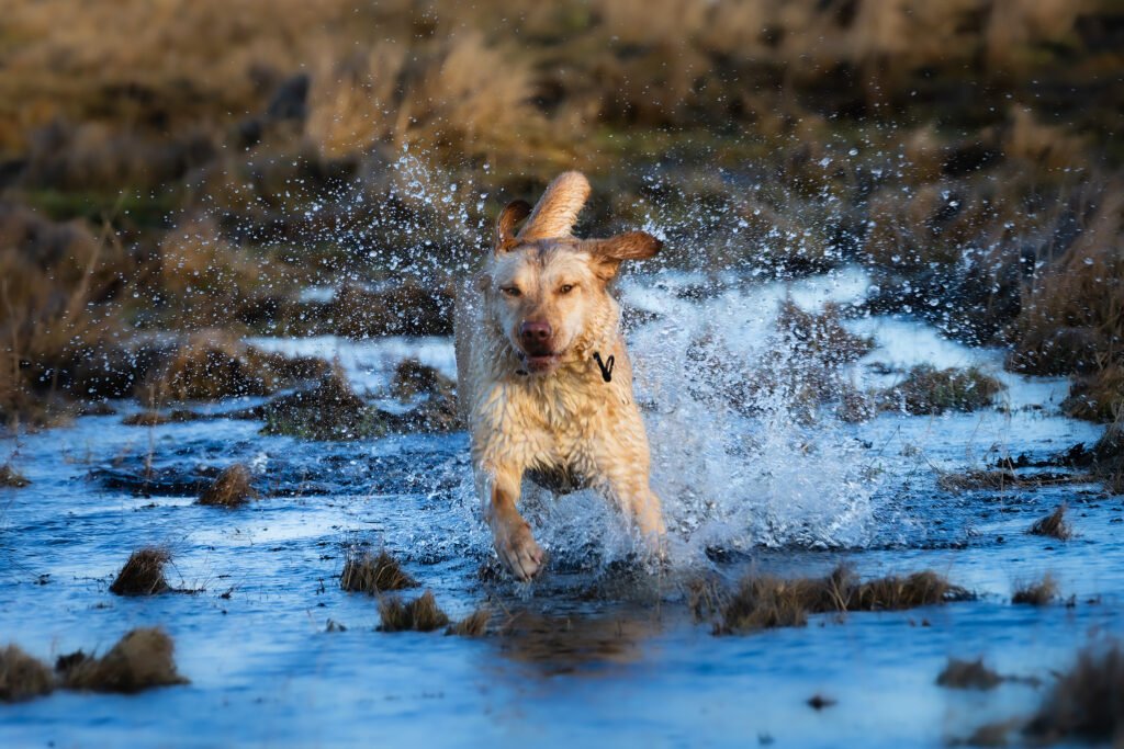 Ronja Labrador Retriever 2024 2023