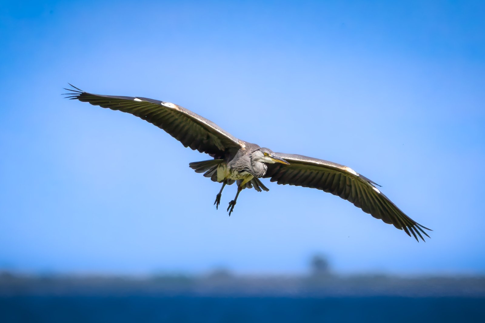 Heron Fiskehejre Hou Ravnskov Lagune