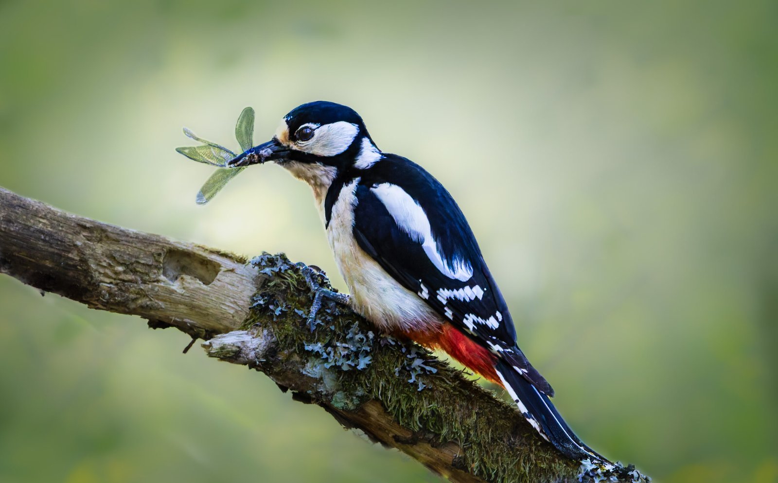 Common Woodpecker Flagspætte Blidsø