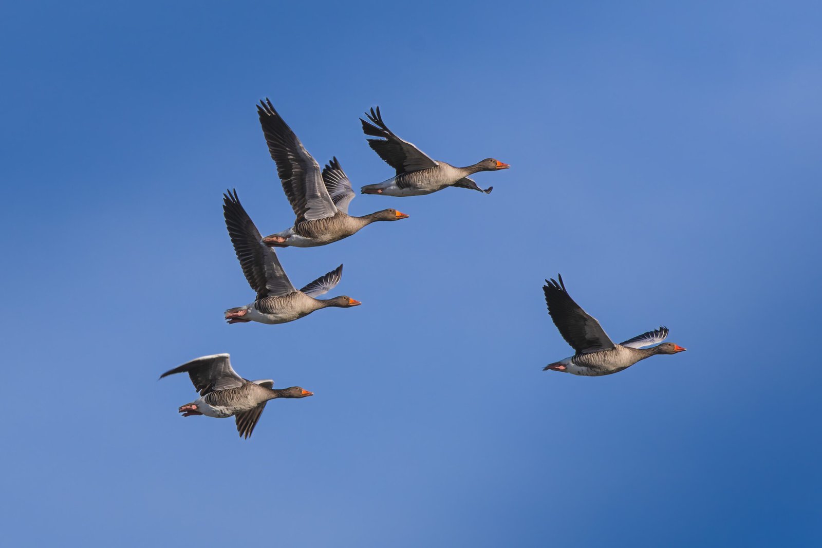 Greylag gooze, Grågås, Greylag Geeze, Grågæs