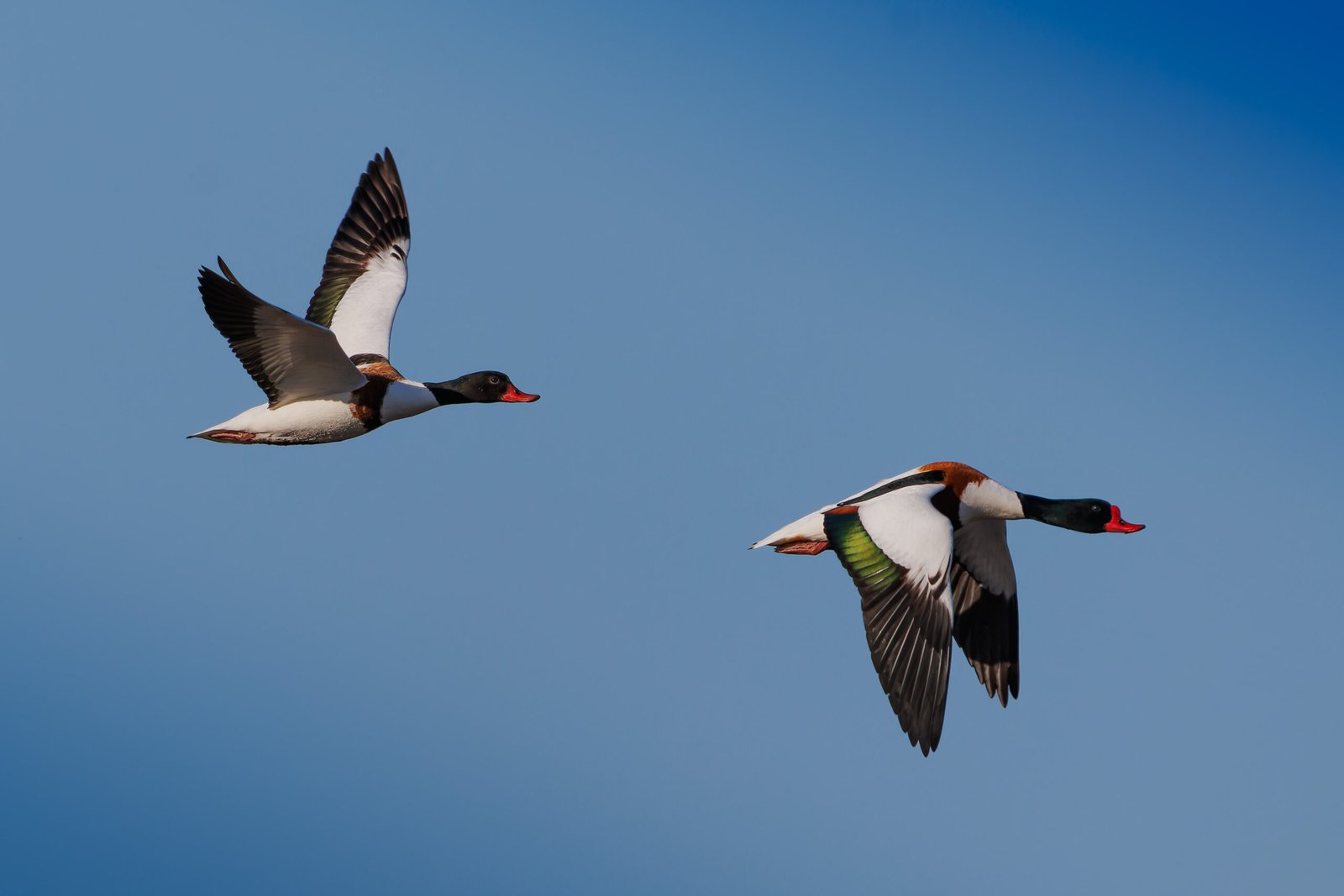 Grave Duck Gravand Ravnskov Lagune