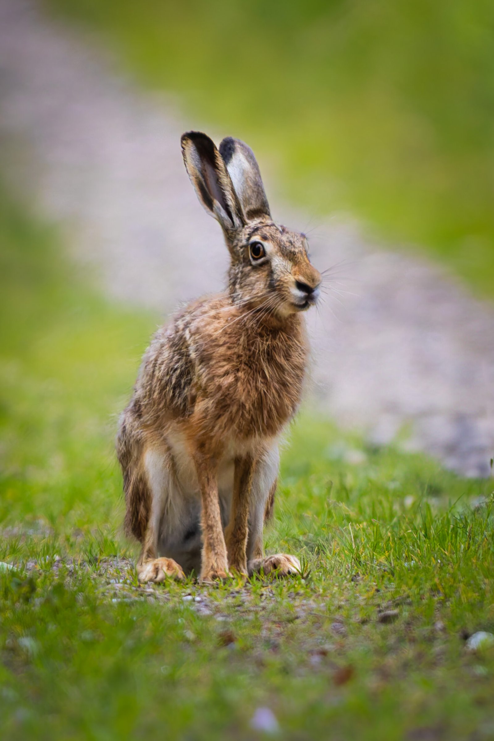 Hare Skaarup Wildlife