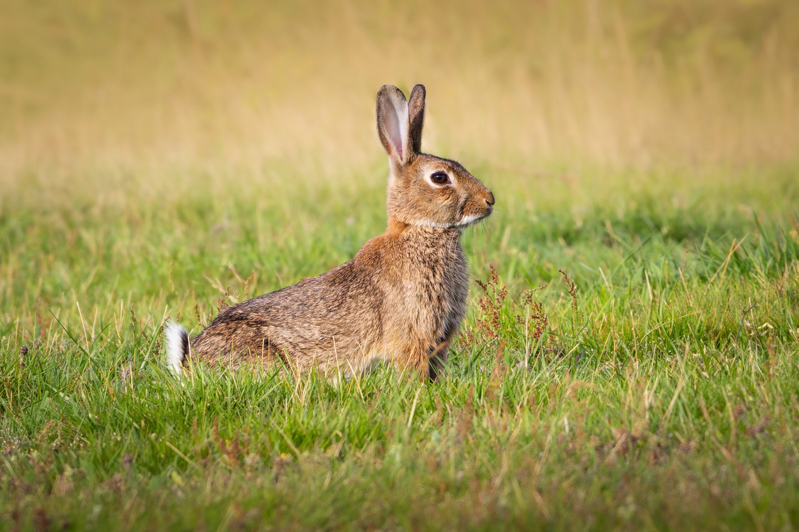 Rabbit, Kanin, Rabbits, Kaniner, Endelave