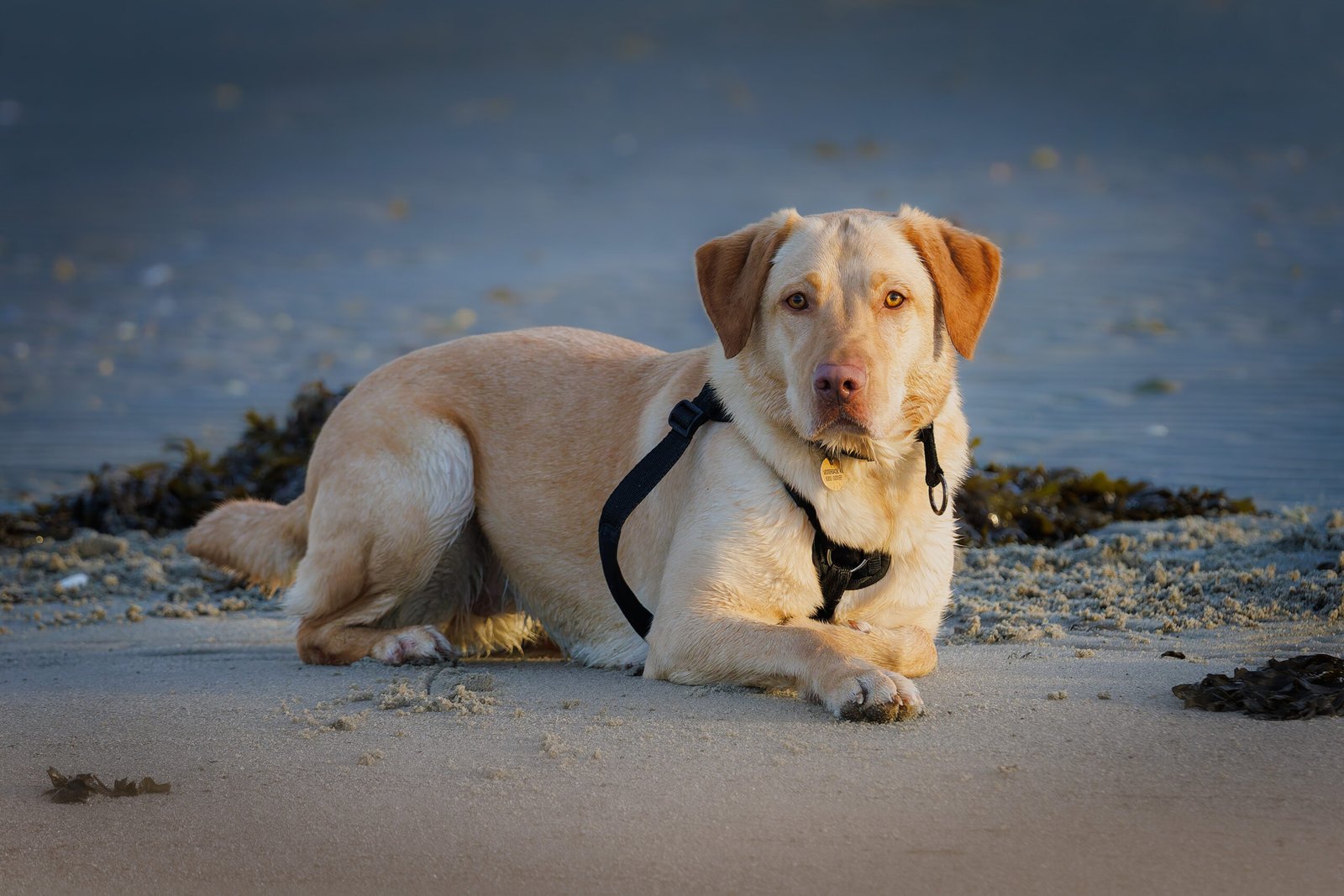 Ronja Labrador Retriever 2024 2023