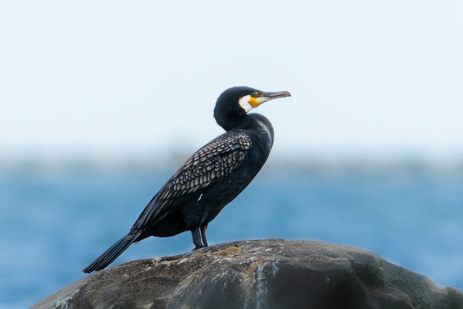 Cormorant 2024 Hou Skarv Ålekrage