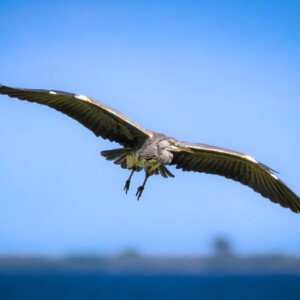 Heron Fiskehejre Hou Ravnskov Lagune
