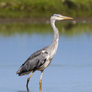 Heron Fiskehejre Hou Ravnskov Lagune
