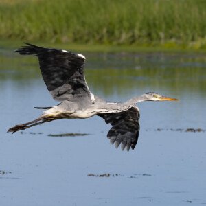 Heron Fiskehejre Hou Ravnskov Lagune
