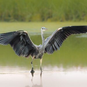 Heron Fiskehejre Hou Ravnskov Lagune