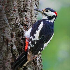 Common Woodpecker Flagspætte Ravnskov