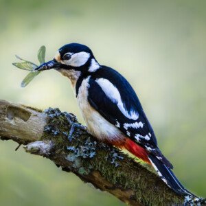 Common Woodpecker Flagspætte Blidsø