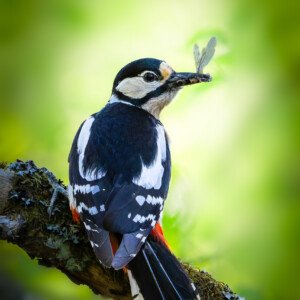 Common Woodpecker Flagspætte Blidsø