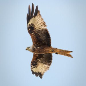 Red Kite, Rød Glente, Hylde, Bird In Flight