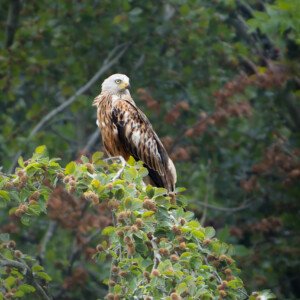 Glente Red Kite, Rød Glente, Hylde Sitting