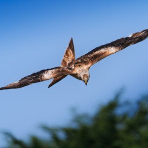 Red Kite, Rød Glente, Hylde, Bird In Flight