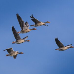 Greylag gooze, Grågås, Greylag Geeze, Grågæs
