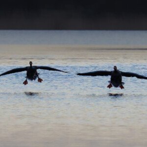 Greylag gooze, Grågås, Greylag Geeze, Grågæs