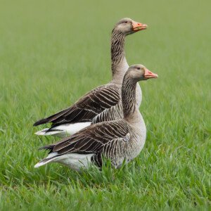 Greylag gooze, Grågås, Greylag Geeze, Grågæs