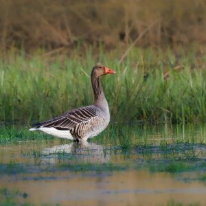 Greylag gooze, Grågås, Greylag Geeze, Grågæs